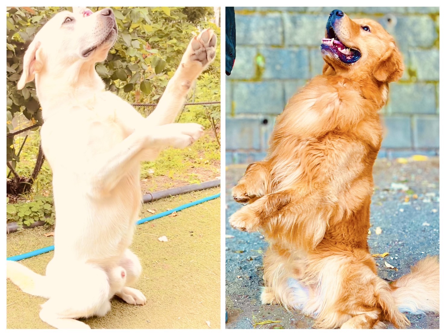 首輪やリードへの慣れ