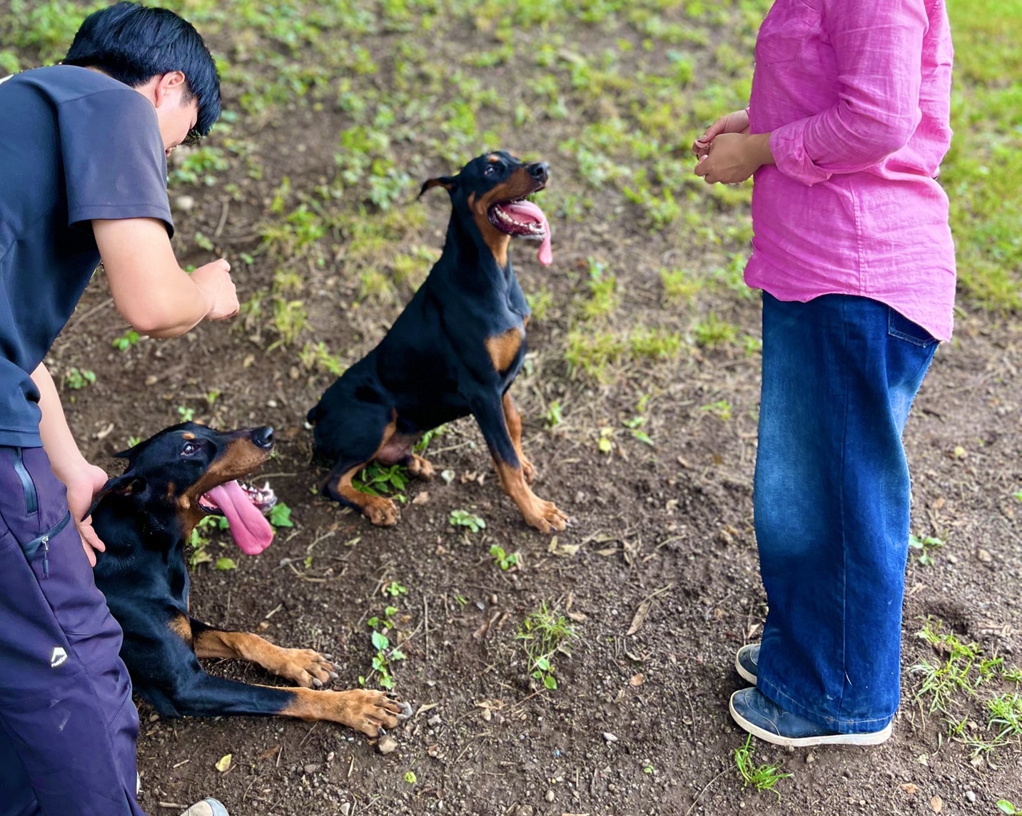 飼い主との共同トレーニング