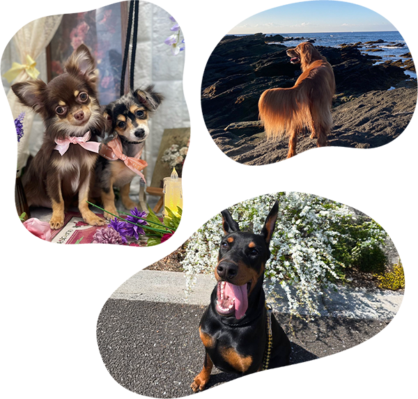 犬たちの画像